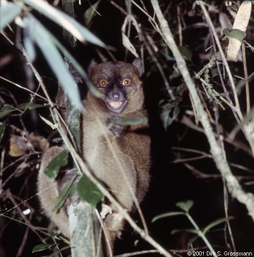 Gray Bamboo Lemur (Click for next image)