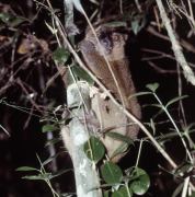Gray Bamboo Lemur 2