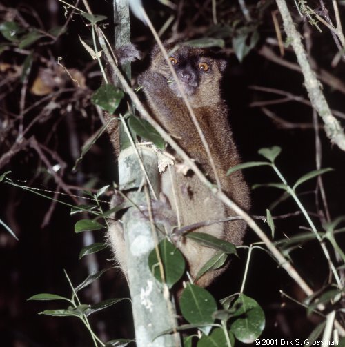 Gray Bamboo Lemur 2 (Click for next image)