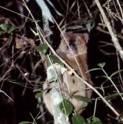 Gray Bamboo Lemur 4