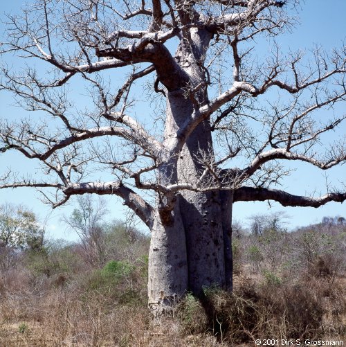 Baobab Tree (Click for next image)