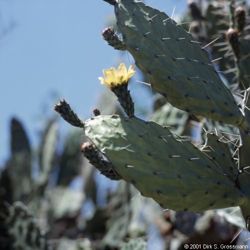Cactus Flower (Click for next image)