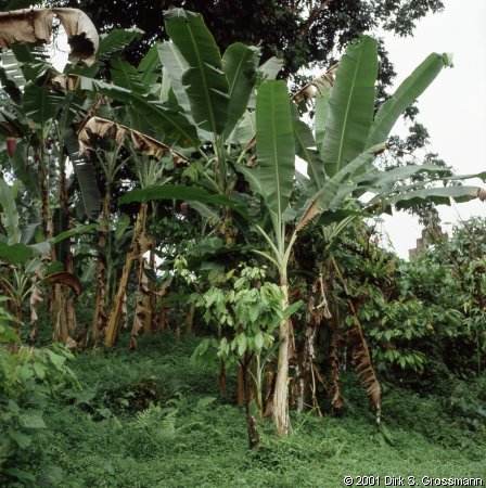 Banana Plant (Click for next group)