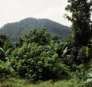Forest near Bombain