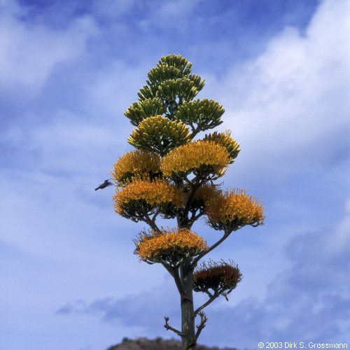 Agave with Hummingbird (Click for next image)