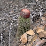 Turk's Head Cactus