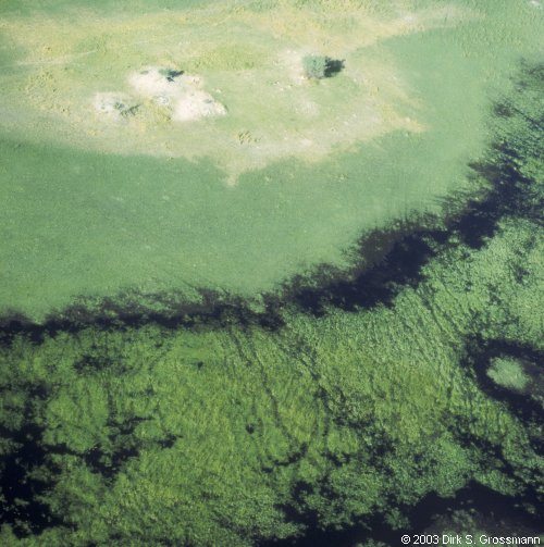 Okavango Delta 4 (Click for next image)