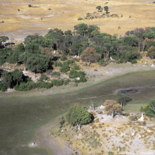 Okavango Delta 11 (Click for next image)