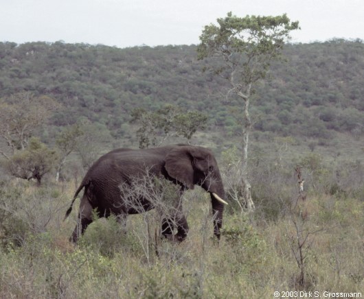 Elephant 1 (Click for next image)