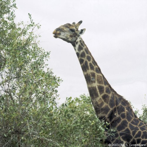 Giraffe 1 (Click for next image)