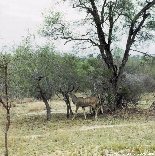 Kudu 1 (Click for next image)