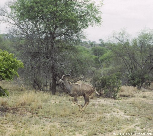 Kudu 2 (Click for next image)
