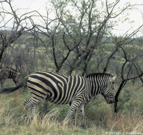 Zebra (Click for next image)