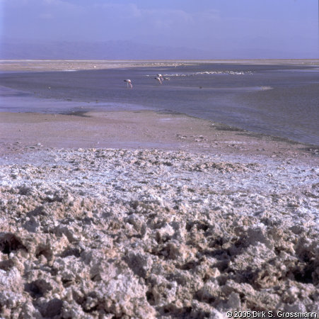 Salar de Atacama (Click for next group)