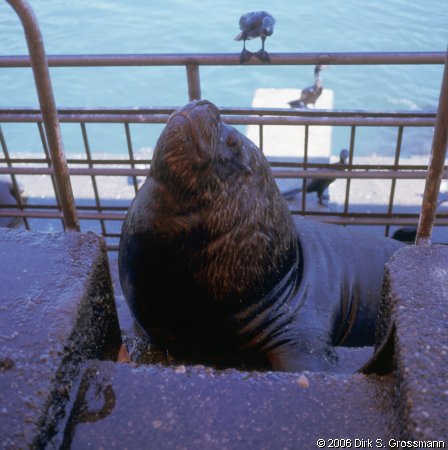 Seals at Mercado Fluvial (Click for next image)