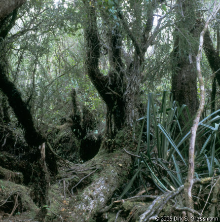 Parque Nacional Chiloé (Click for next image)