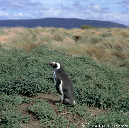 Magellanic Penguin in Seno Otway (Click for next group)