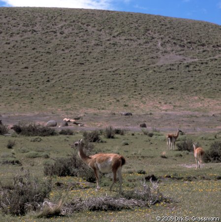 Guanacos (Click for next image)