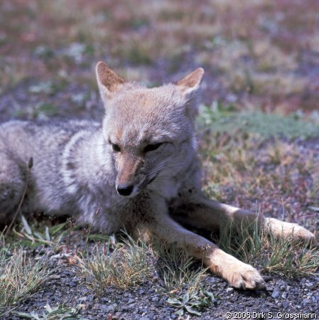 Fox (Click for next image)