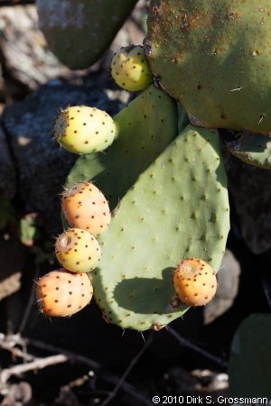 Cactus Fruits (Click for next image)