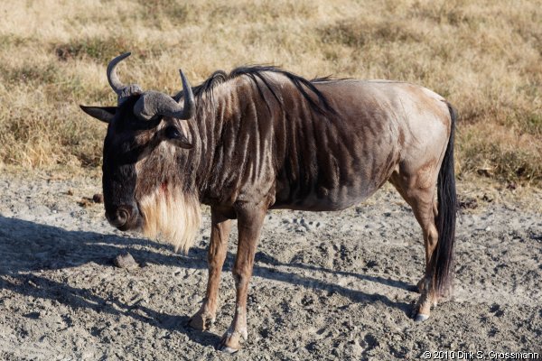 Wildebeest (Click for next image)