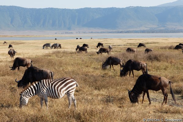 Wildebeests and Zebras at Lake Magadi (Click for next image)