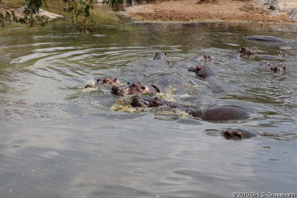 Hippo Pool (Click for next image)
