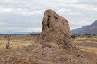 Termites' Nest