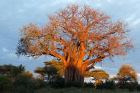 Baobab at Sunset