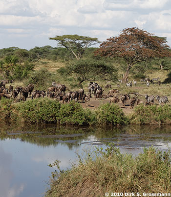 Zebras and Wildebeests in the Serengeti