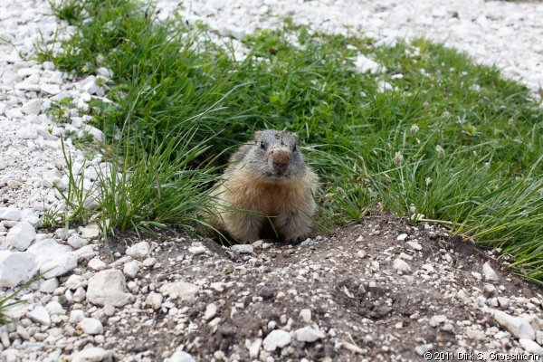 Groundhog (Click for next image)