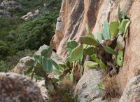 Scratched Cactus on Capu di Roccapina