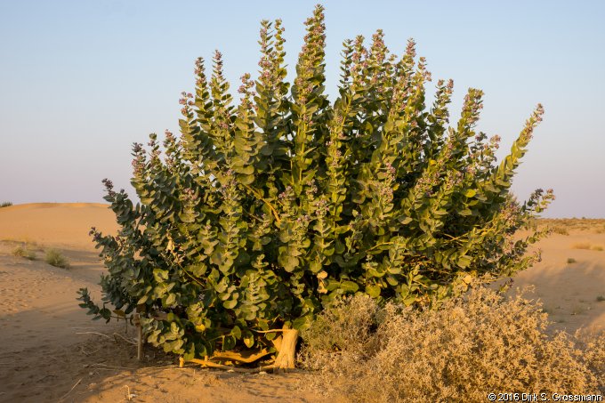 Desert near Jaisalmer (Click for next image)