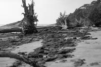Dead Trees on Wandoor Coast