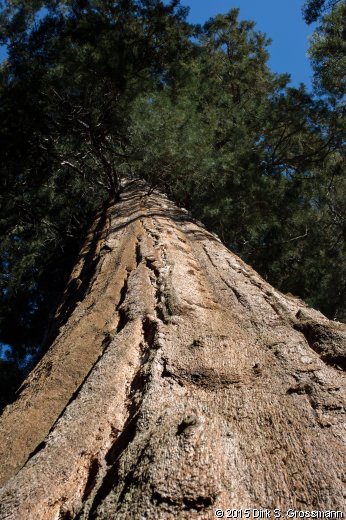 Sequoia Tree (Click for next image)
