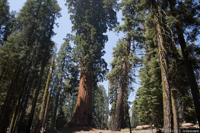 Sequoia Trees (Click for next group)