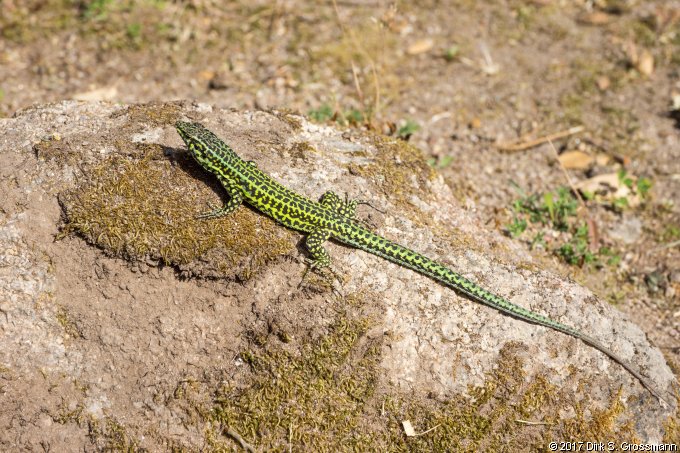 Lizard in Su Romanzesu (Click for next image)
