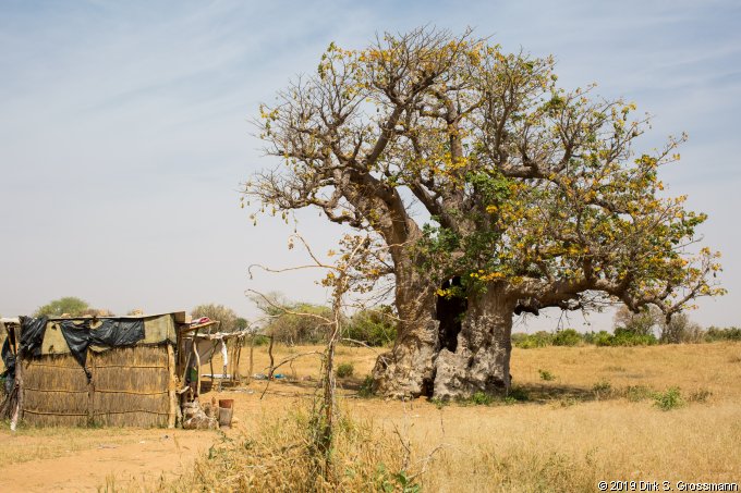 Baobab near Guéoul (Click for next image)