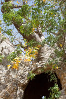 Baobab near Guéoul