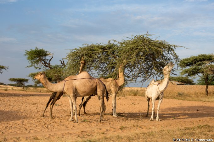 Camels (Click for next group)