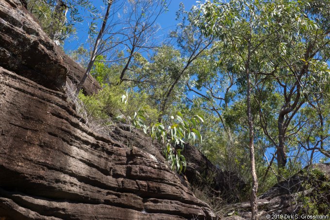 Berowra Valley National Park (Click for next group)