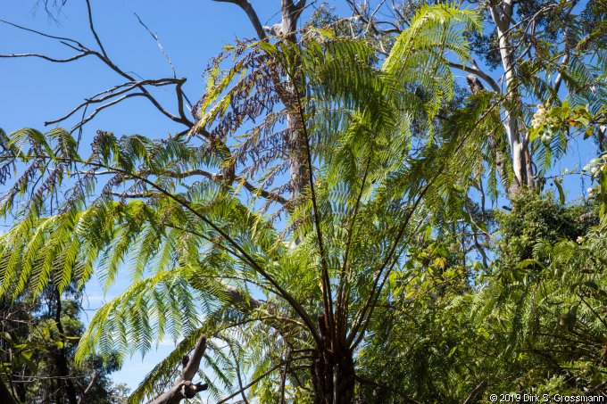 Fern Tree (Click for next image)