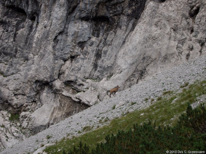 Chamois (Click for next image)