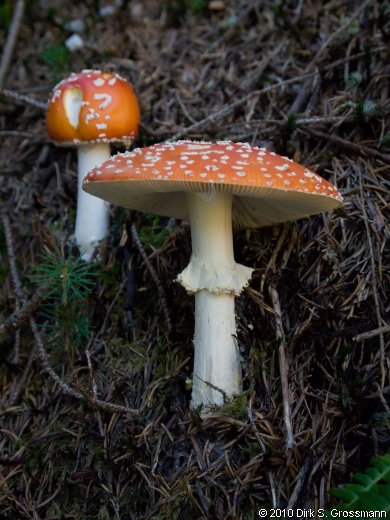Fly Agaric (Click for next image)